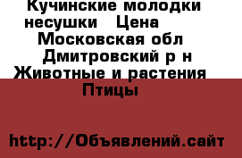 Кучинские молодки -несушки › Цена ­ 450 - Московская обл., Дмитровский р-н Животные и растения » Птицы   